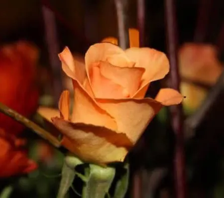 Fuerstenhof Landgasthaus & 3* Erfurt