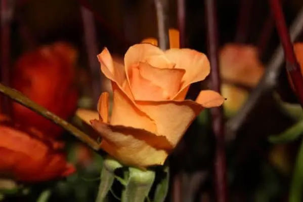 Fuerstenhof Landgasthaus & 3* Erfurt